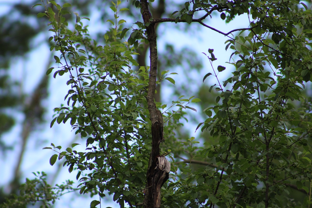 Yellow-bellied Sapsucker - ML622130263