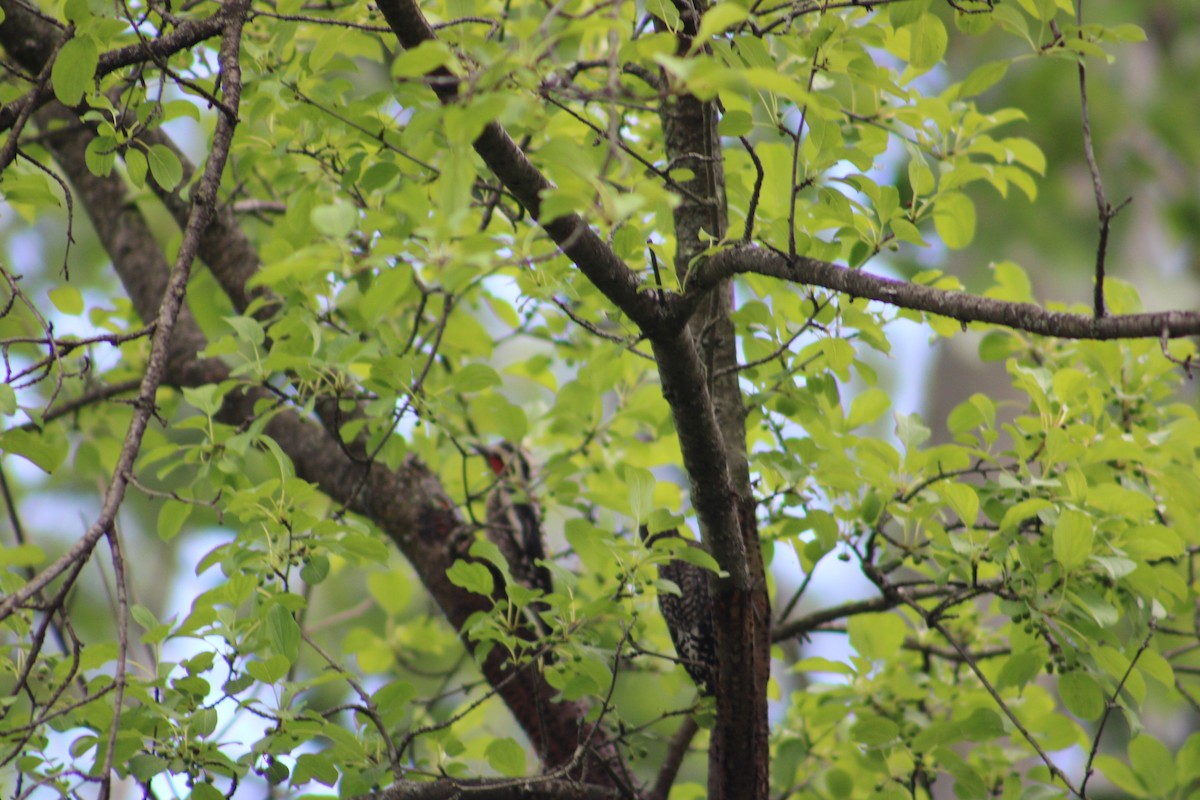 Yellow-bellied Sapsucker - ML622130264