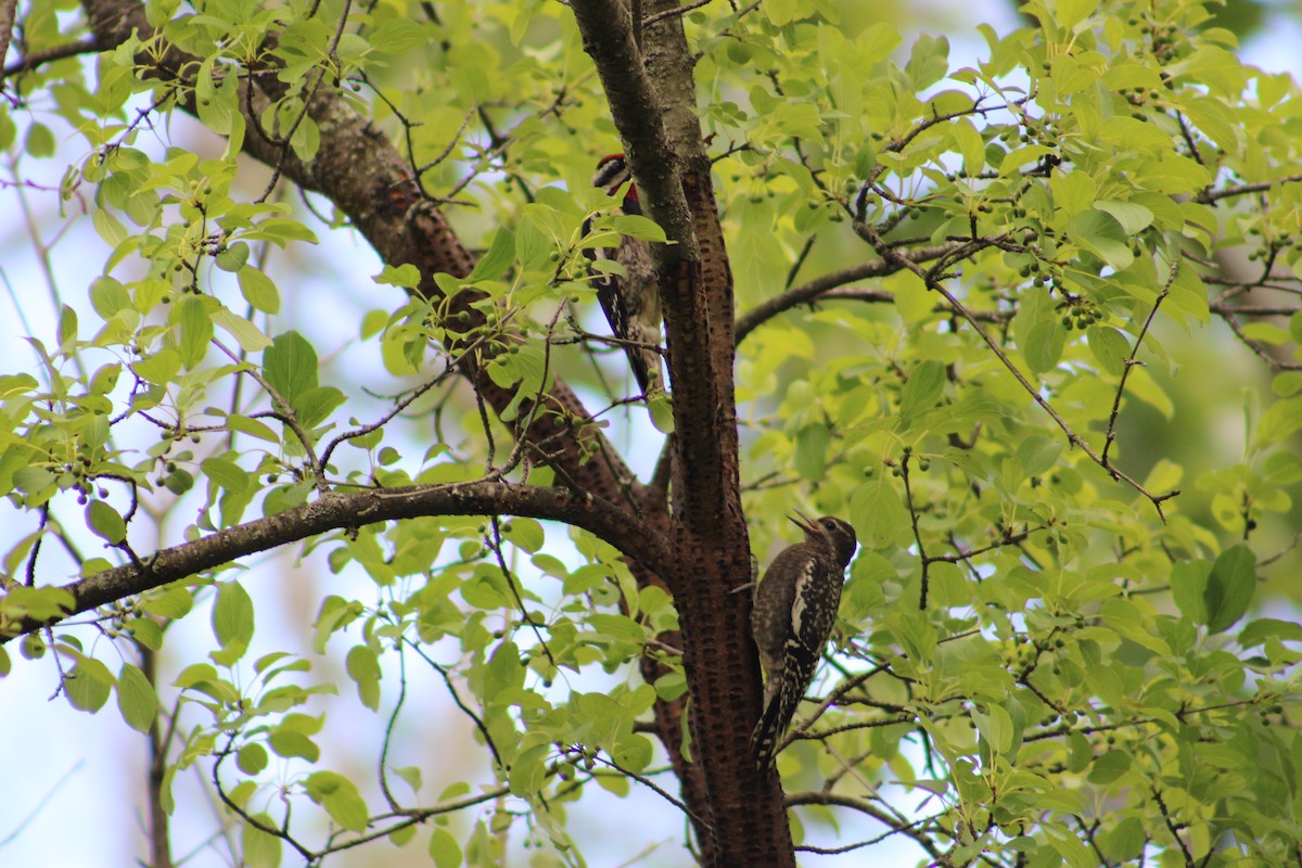 Yellow-bellied Sapsucker - Justin Leahy