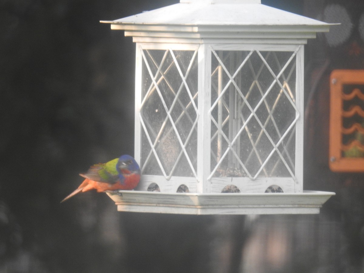 Painted Bunting - Jack Kelly