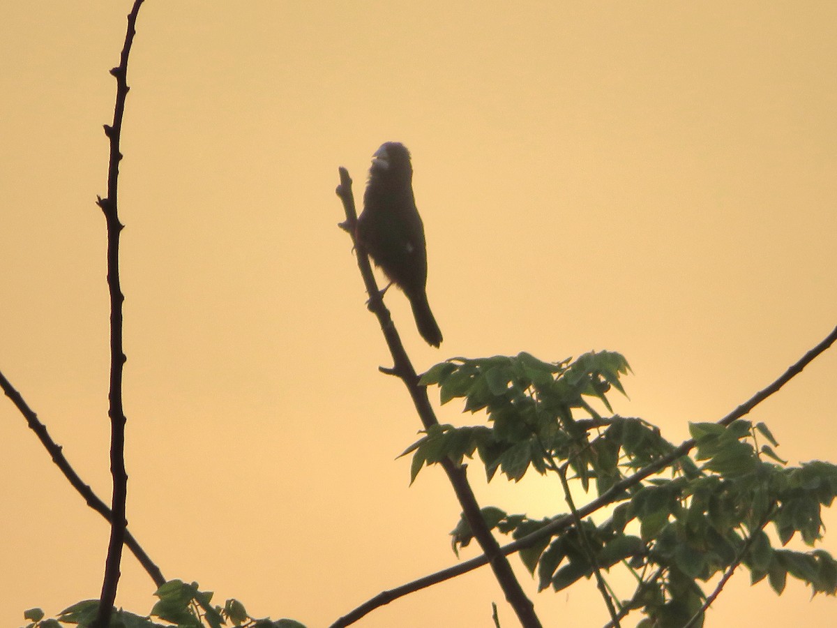 Large-billed Seed-Finch - ML622130272