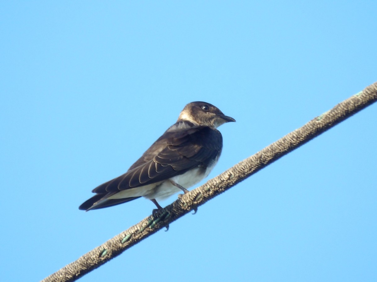 Purple Martin - Victor Ferreira