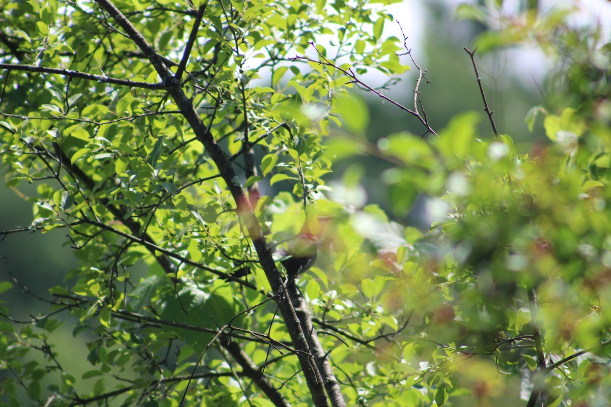 Gray Catbird - ML622130275