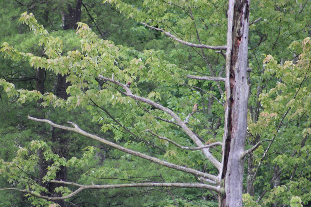 Cedar Waxwing - Justin Leahy