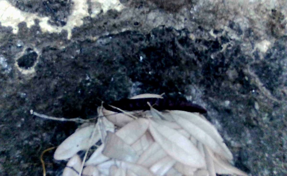 Hirondelle noire (hesperia) - ML622130288