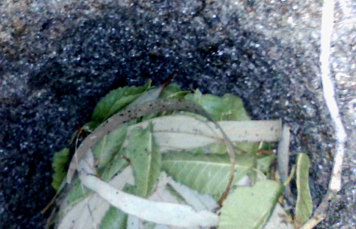 Hirondelle noire (hesperia) - ML622130290