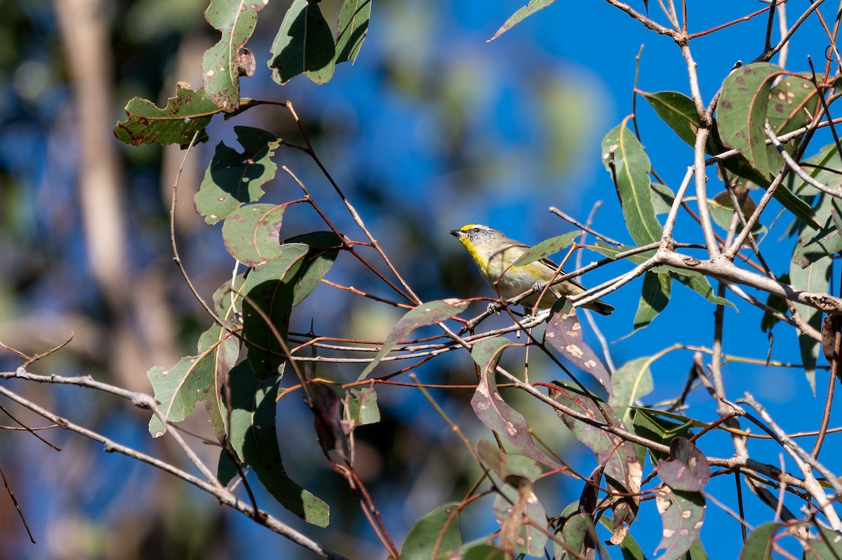 Pardalote Estriado (striatus) - ML622130291