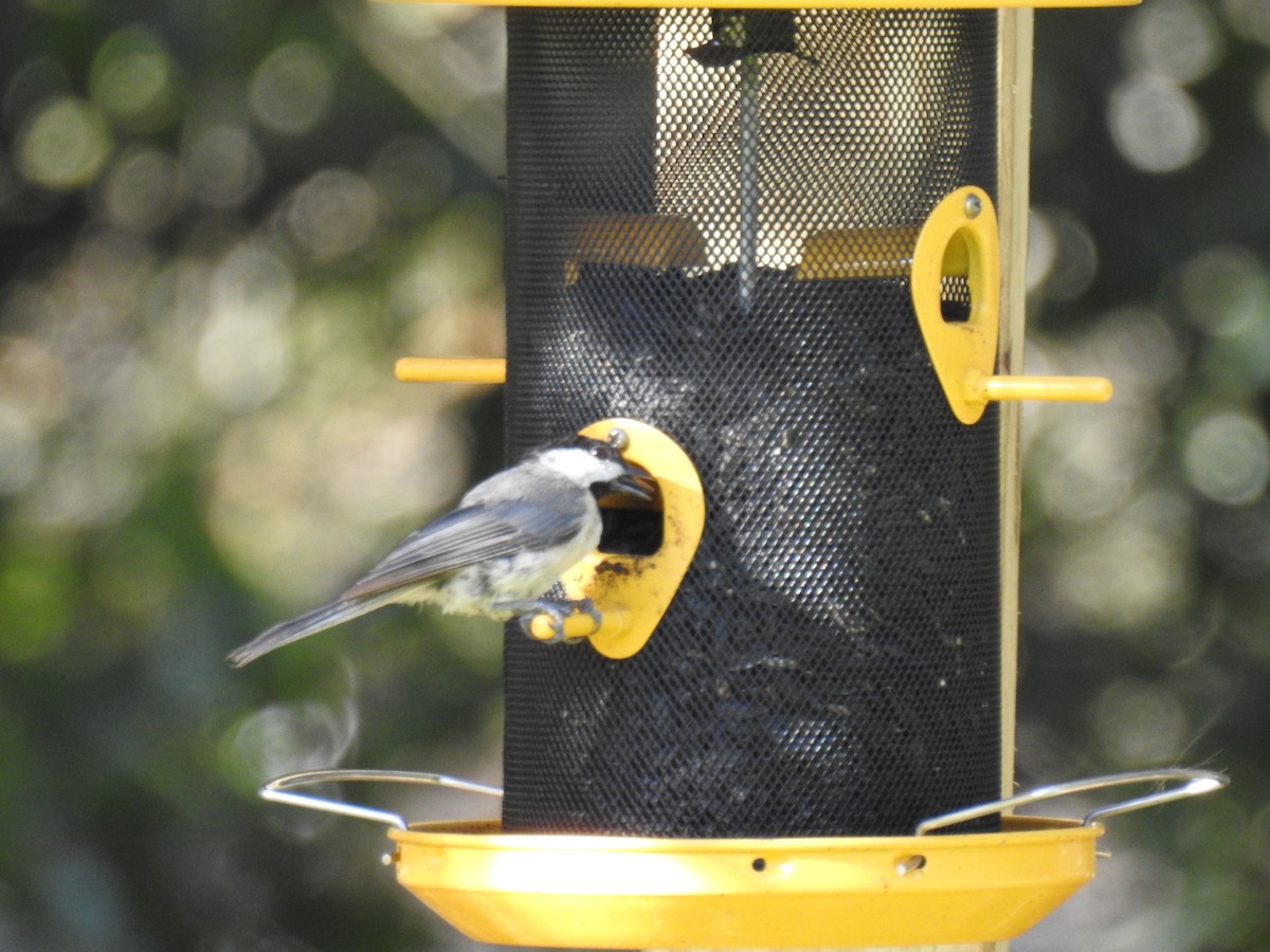 Carolina Chickadee - ML622130313