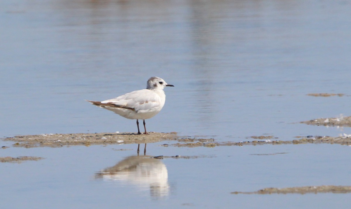 Little Gull - ML622130319