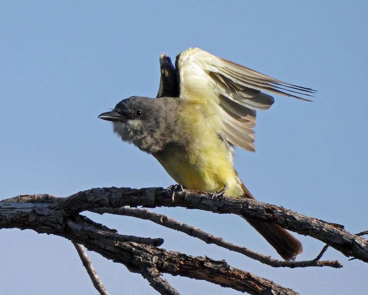 Cassin's Kingbird - ML622130320