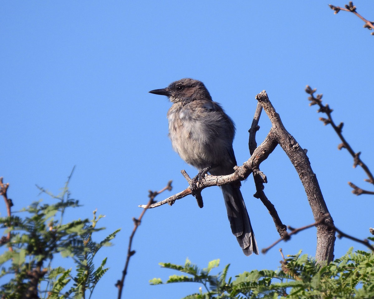 Woodhouse's Scrub-Jay - ML622130323