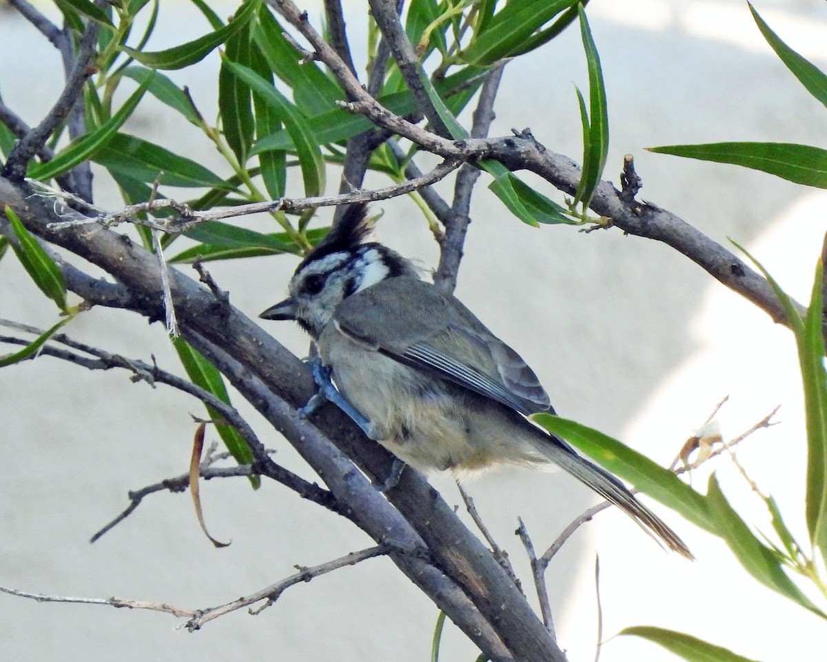 Bridled Titmouse - ML622130327