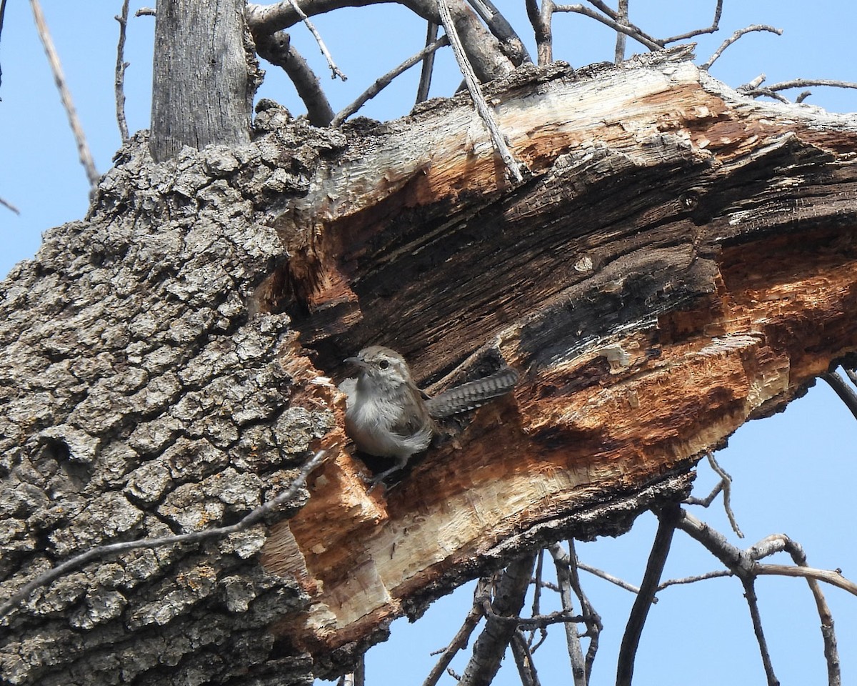 Bewick's Wren - ML622130330