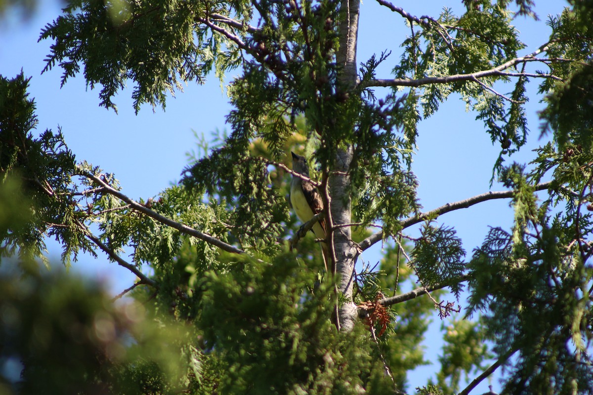 Great Crested Flycatcher - ML622130332