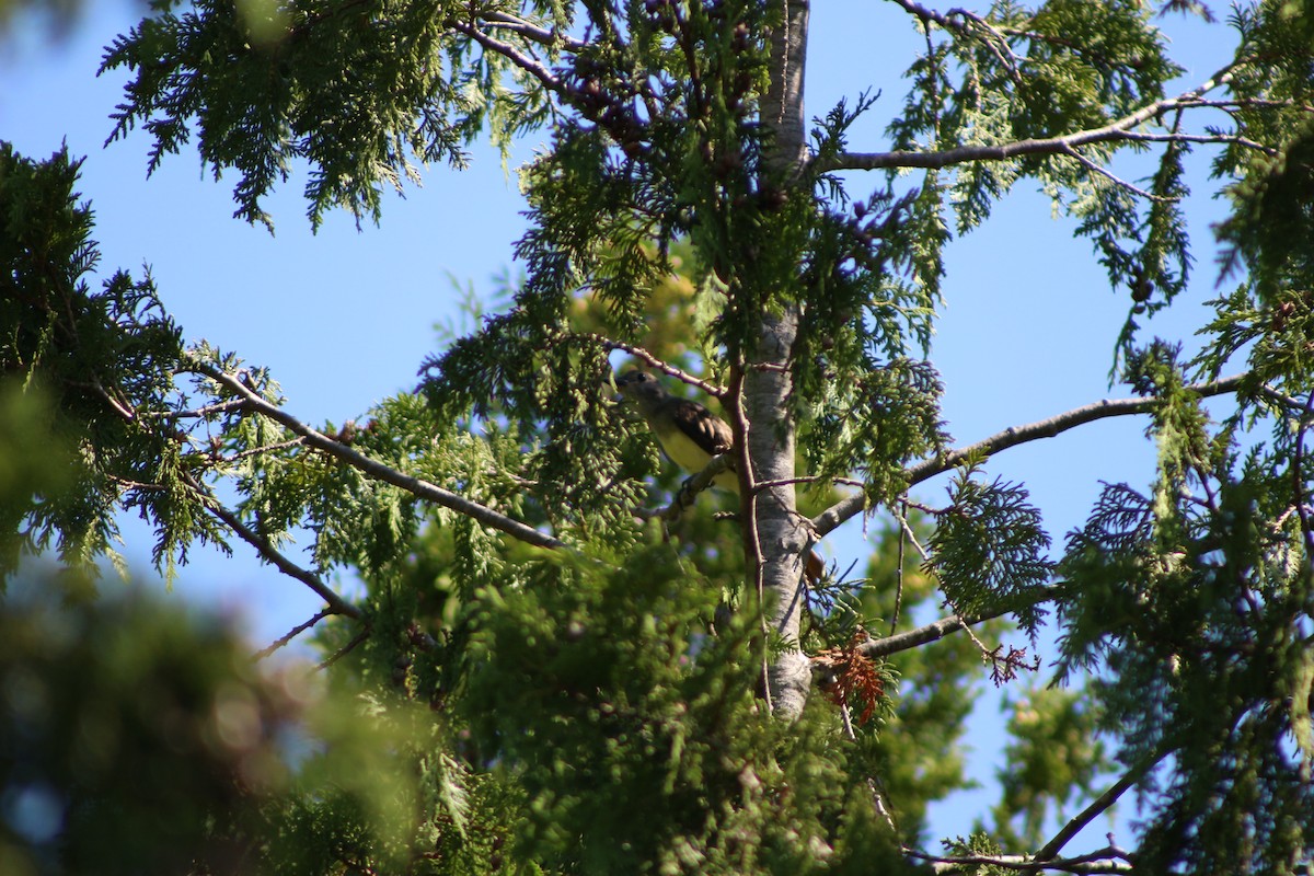 Great Crested Flycatcher - ML622130333