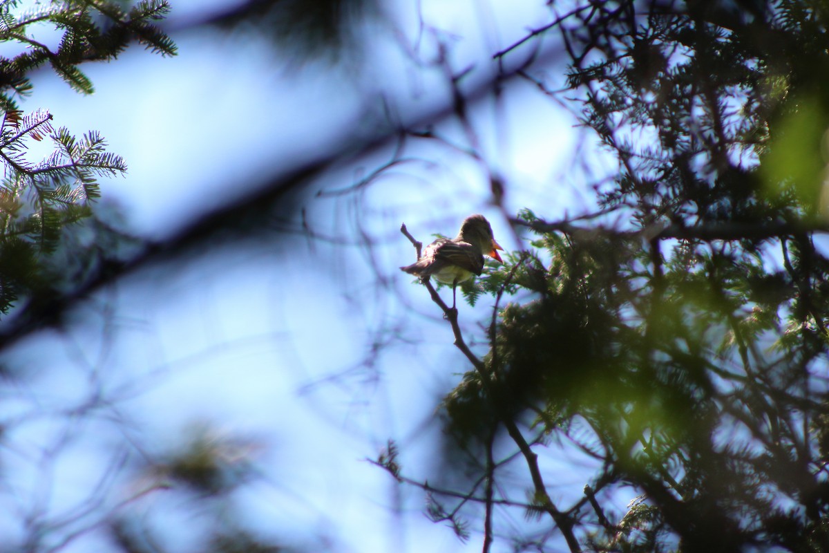 Great Crested Flycatcher - ML622130334