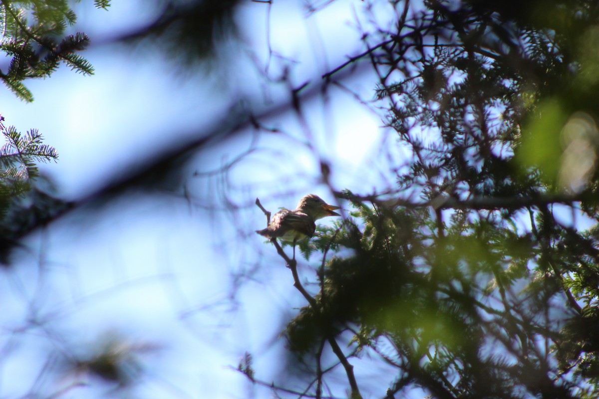 Great Crested Flycatcher - ML622130335