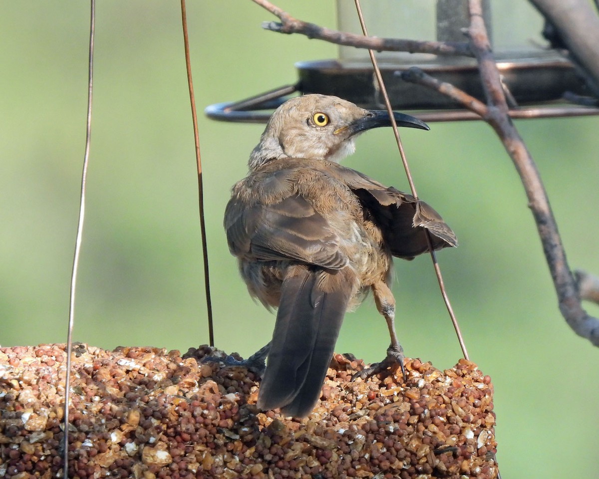 Curve-billed Thrasher - ML622130337