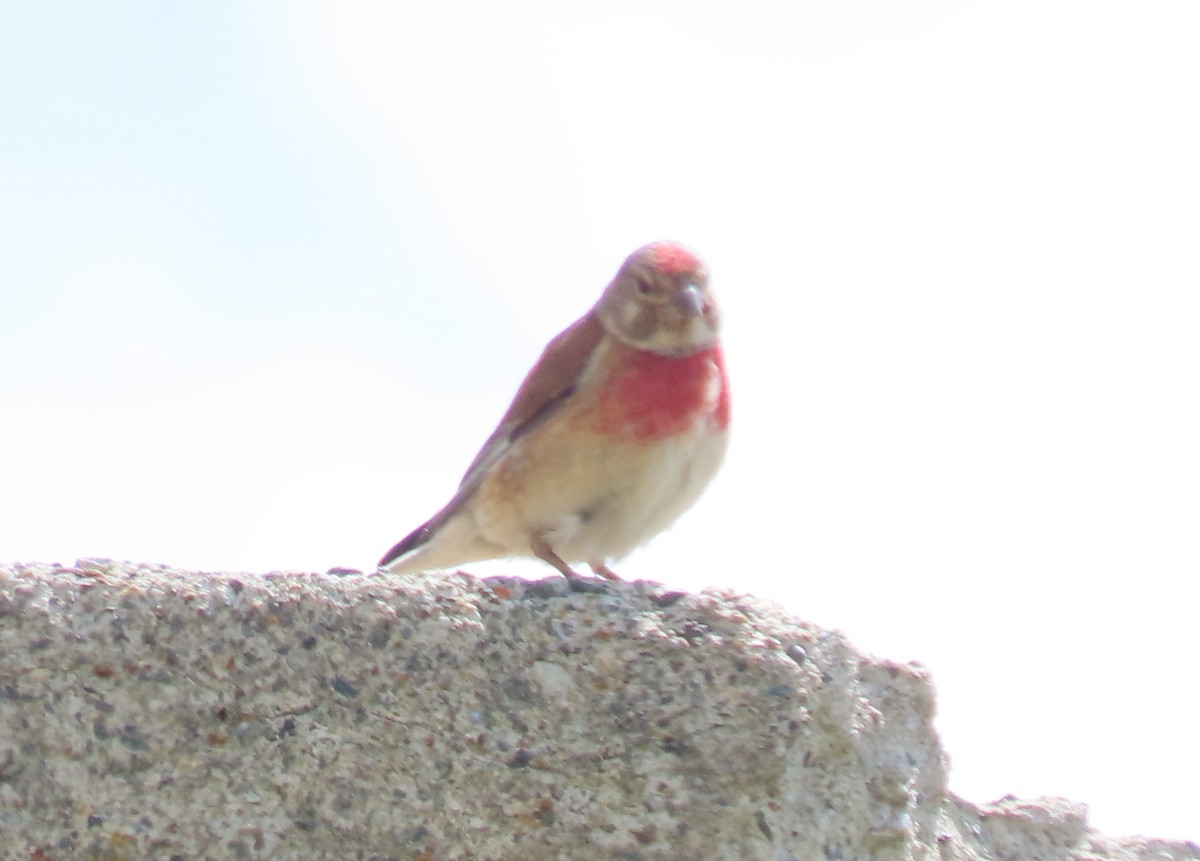 Eurasian Linnet - Alfonso Luengo