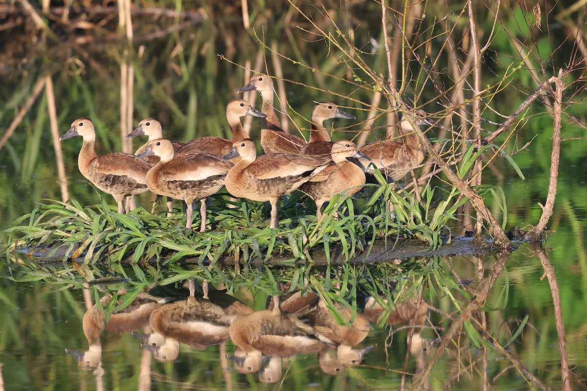 Black-bellied Whistling-Duck - ML622130343