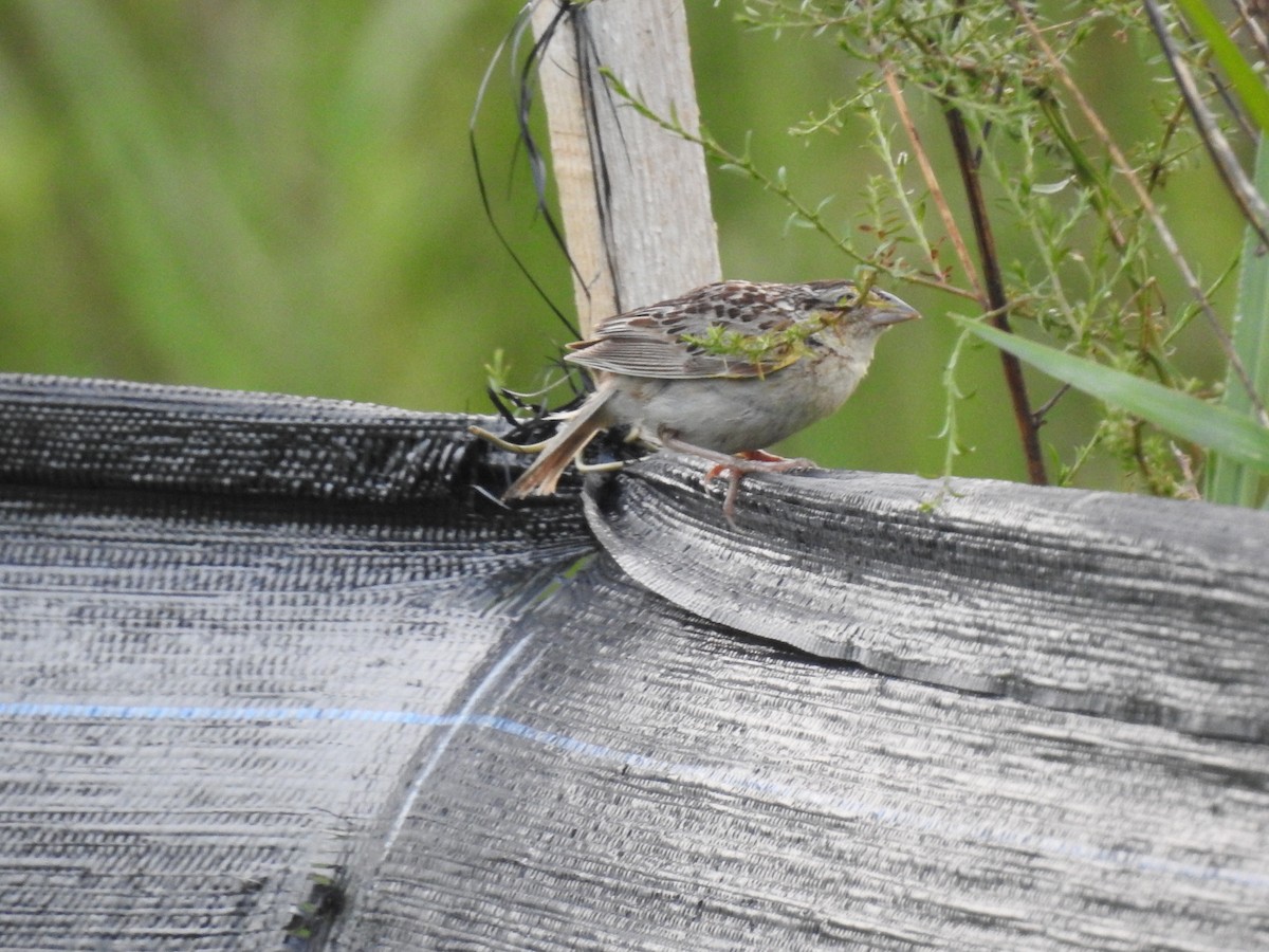 Grasshopper Sparrow - ML622130344