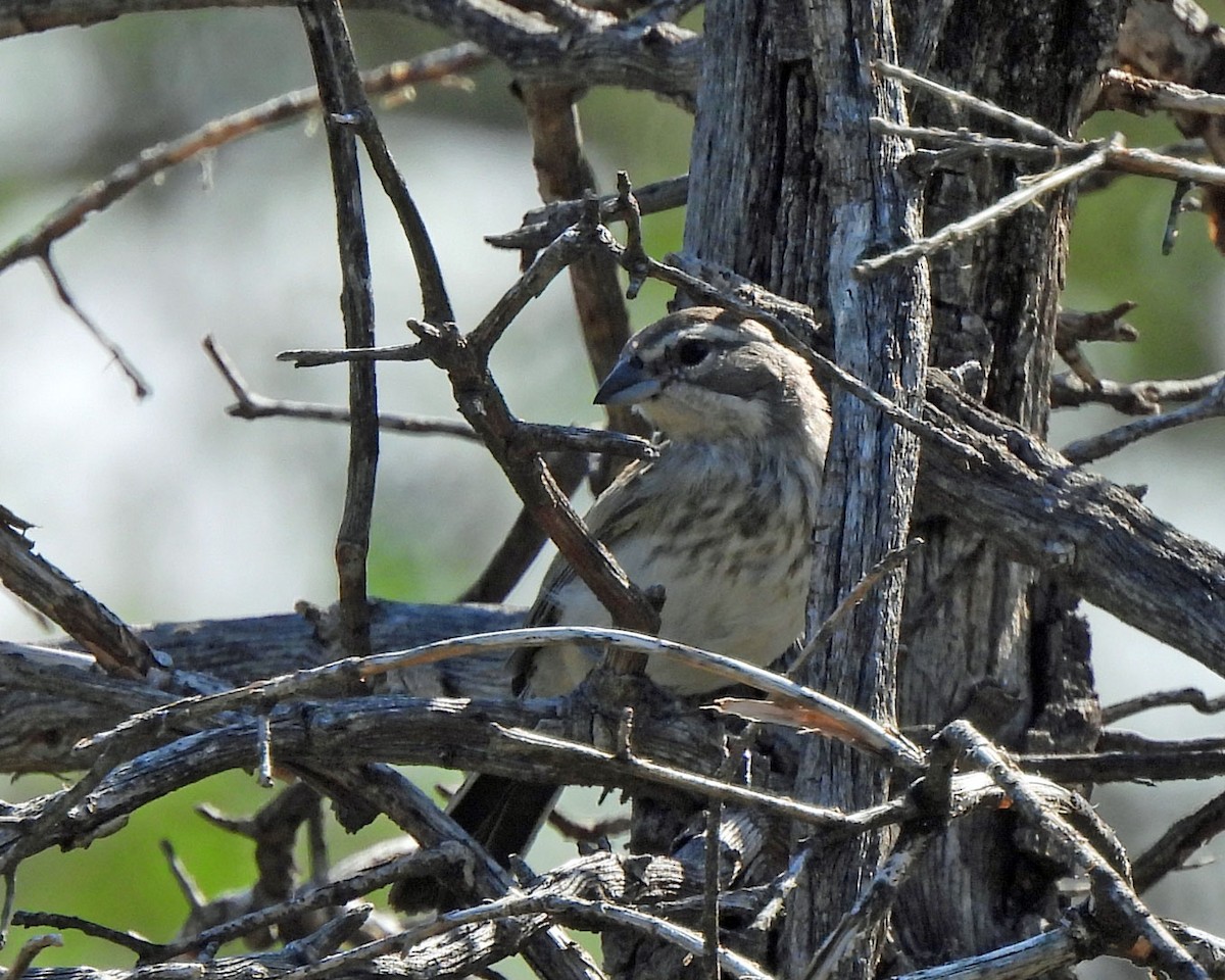 Black-throated Sparrow - ML622130345