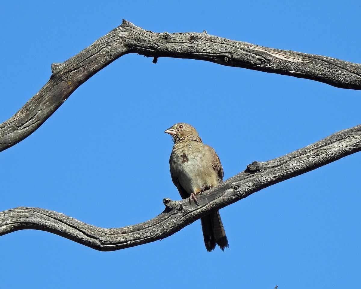 Canyon Towhee - ML622130346