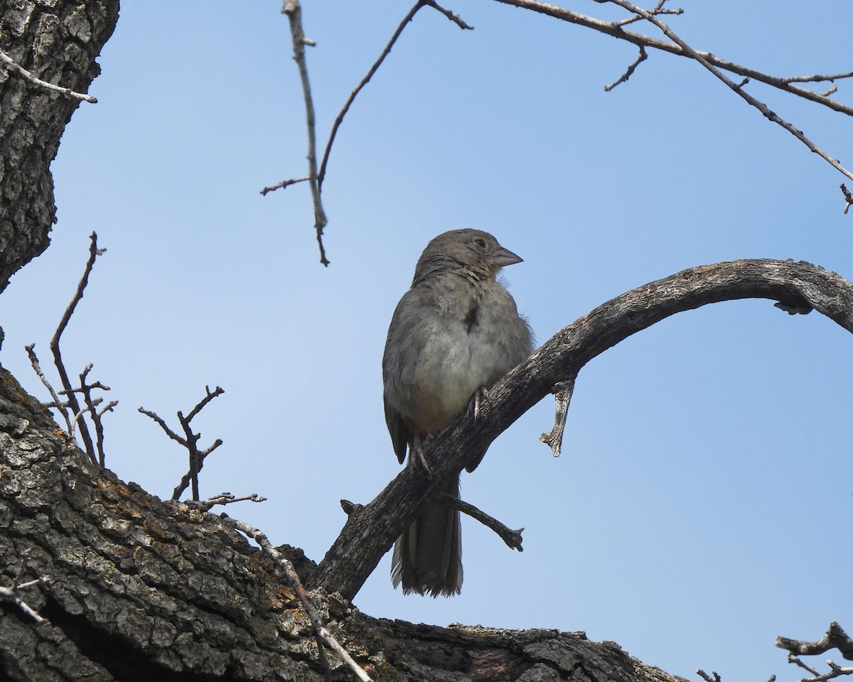 Canyon Towhee - ML622130347