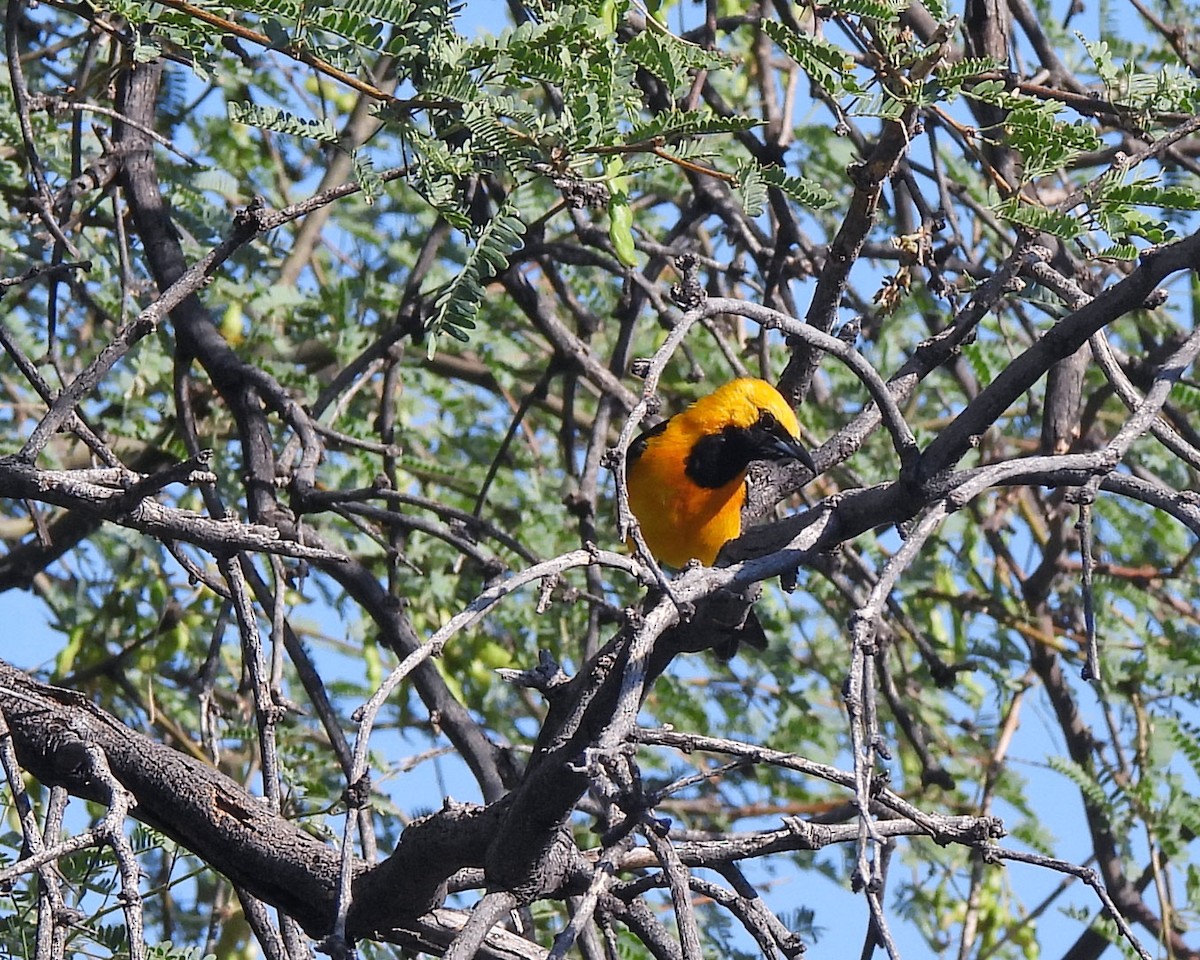 Hooded Oriole - ML622130350