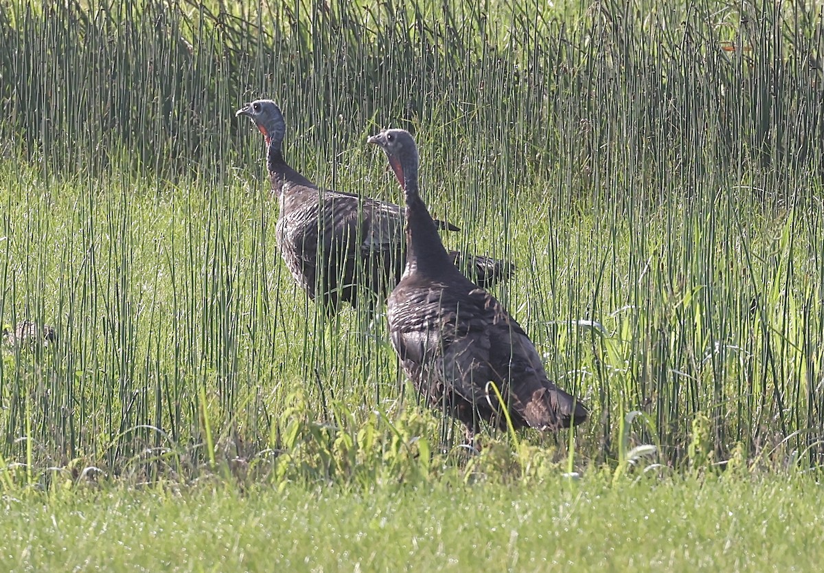 Wild Turkey - ML622130352