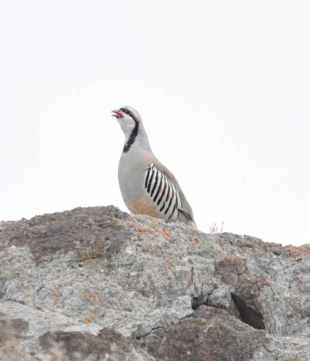 Chukar - ML622130375