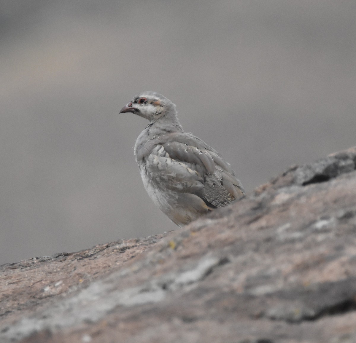 Chukar - ML622130376