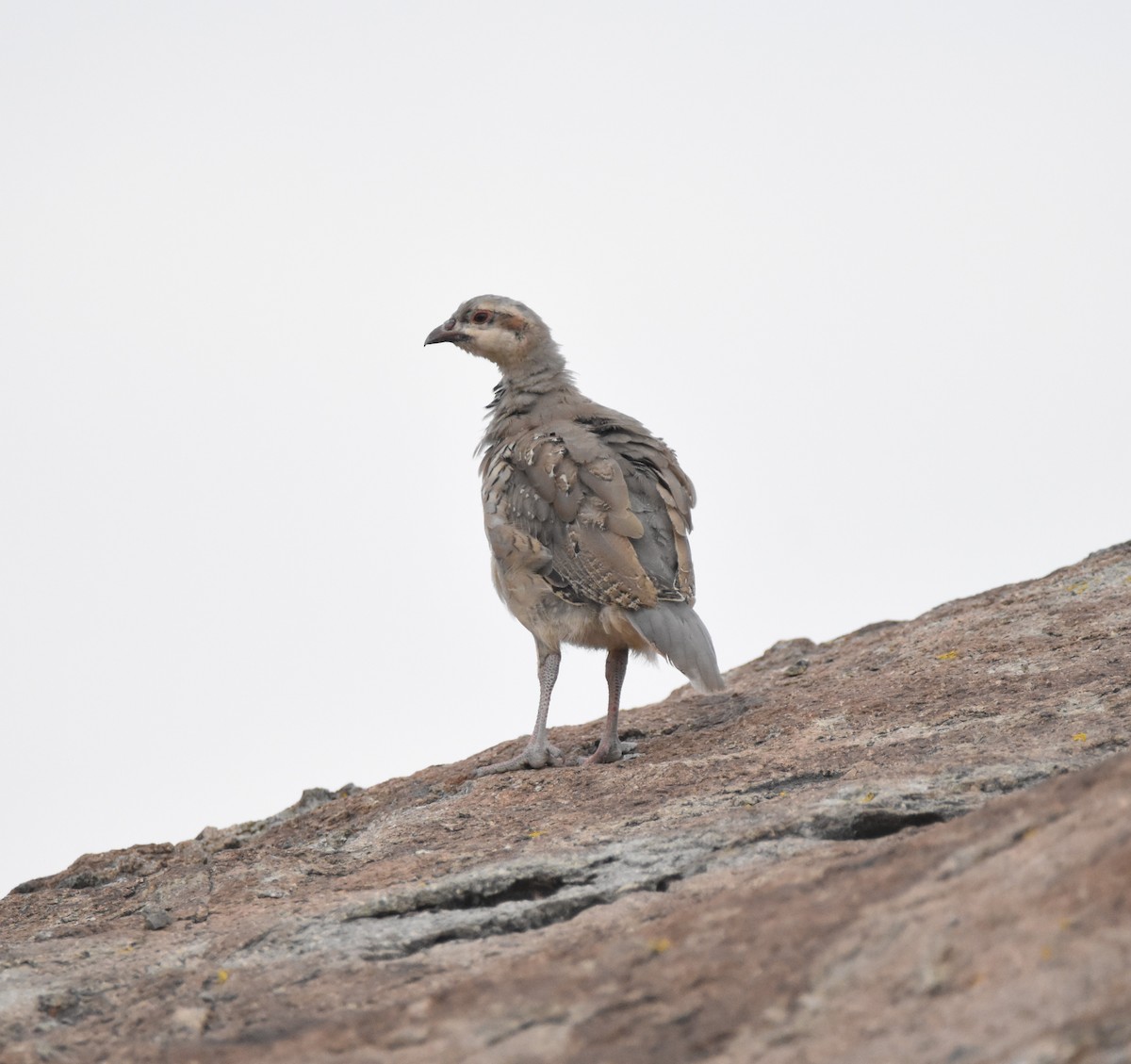 Chukar - ML622130377