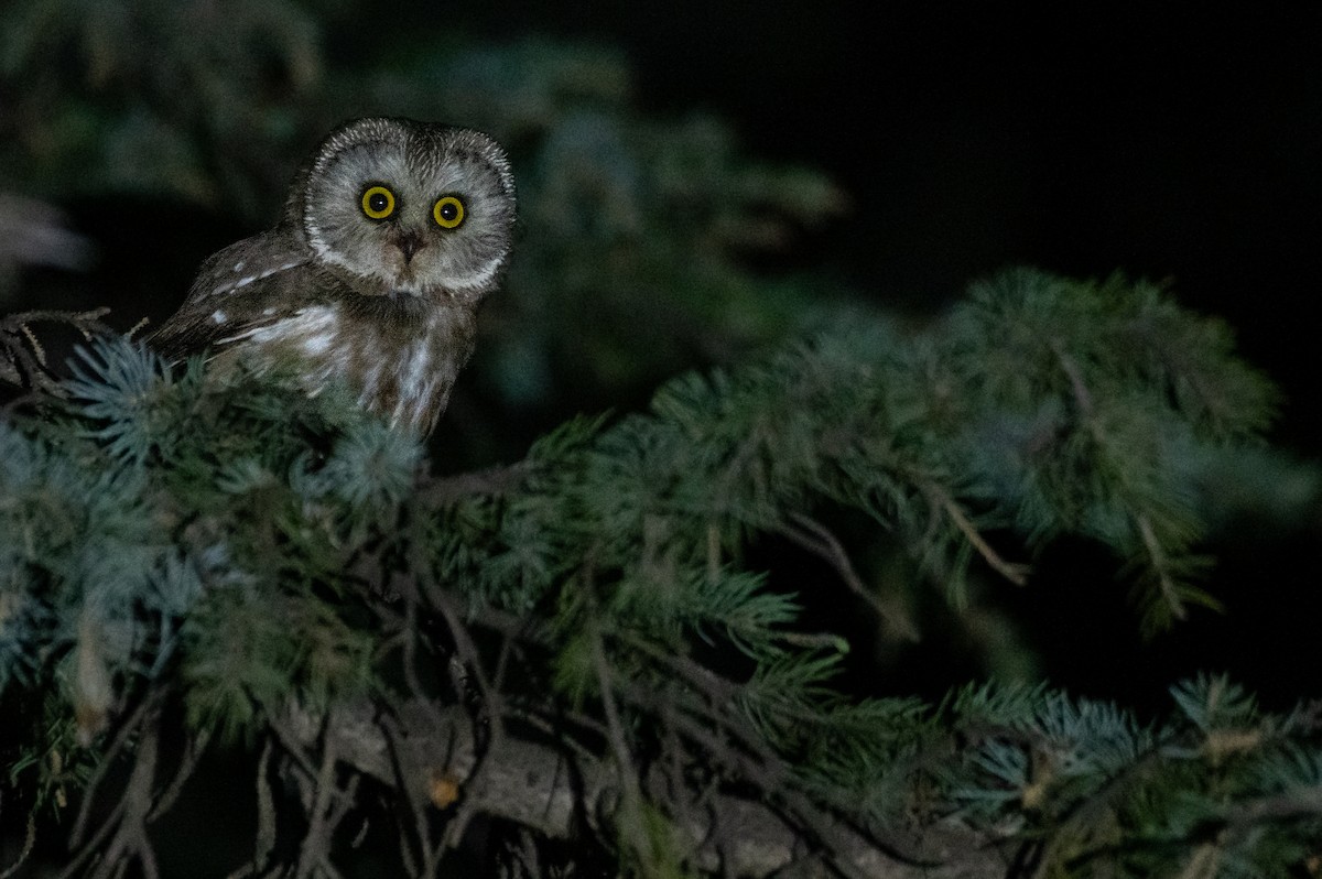 Northern Saw-whet Owl - ML622130389