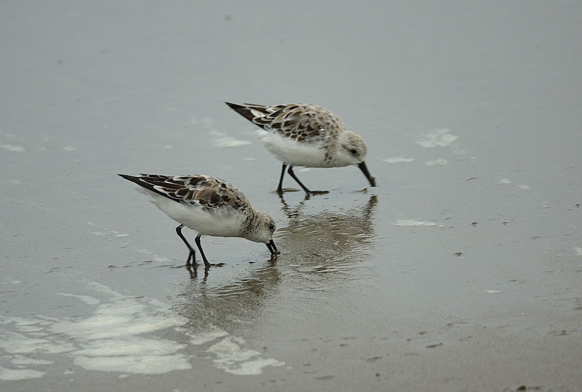 Bécasseau sanderling - ML622130402