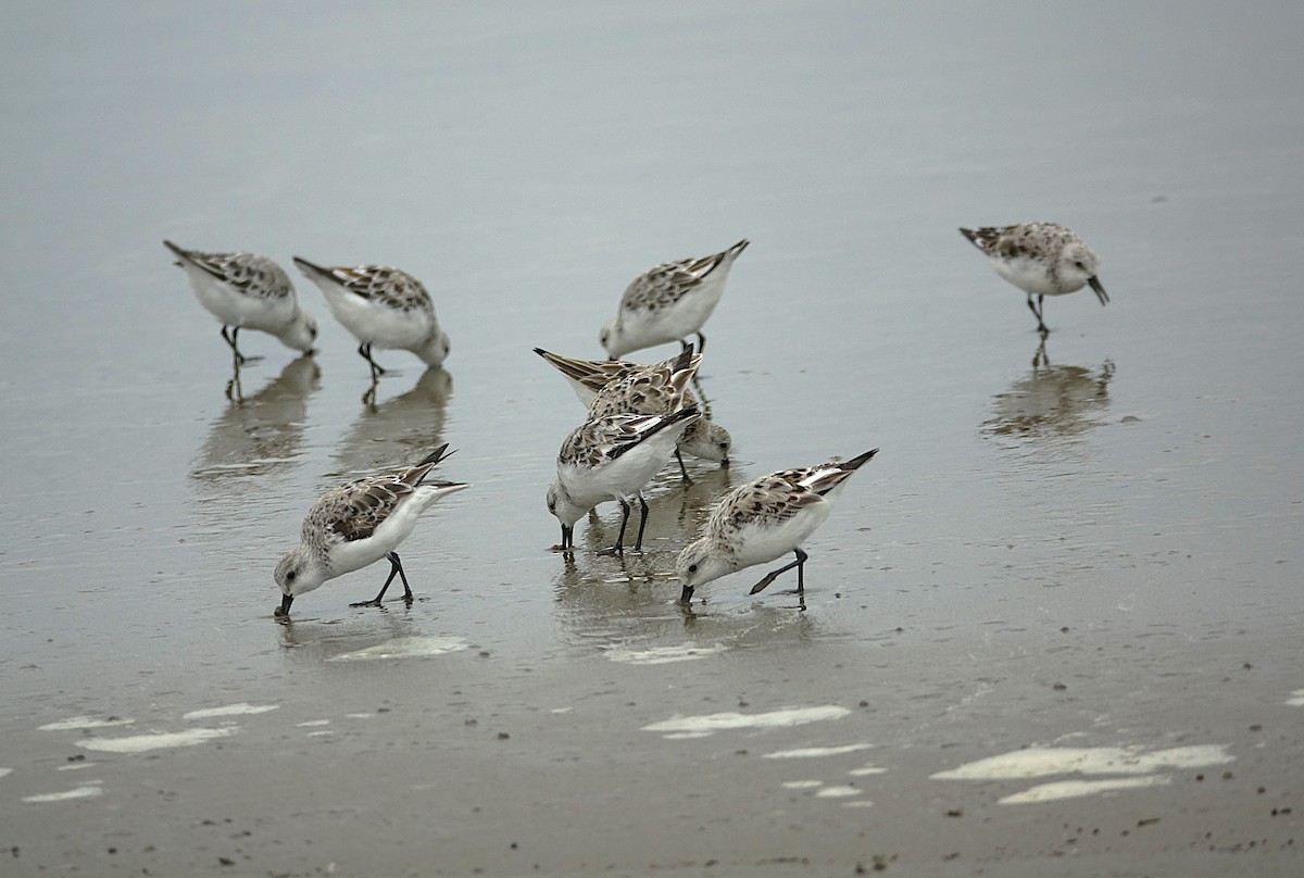 Bécasseau sanderling - ML622130403