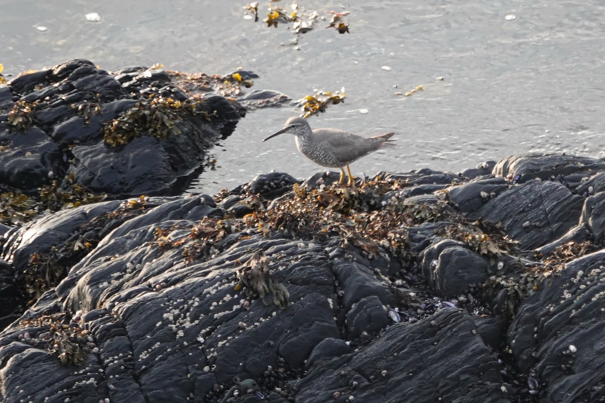 Wandering Tattler - ML622130407