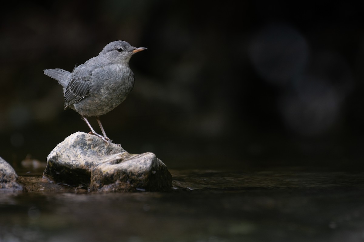 American Dipper - ML622130429