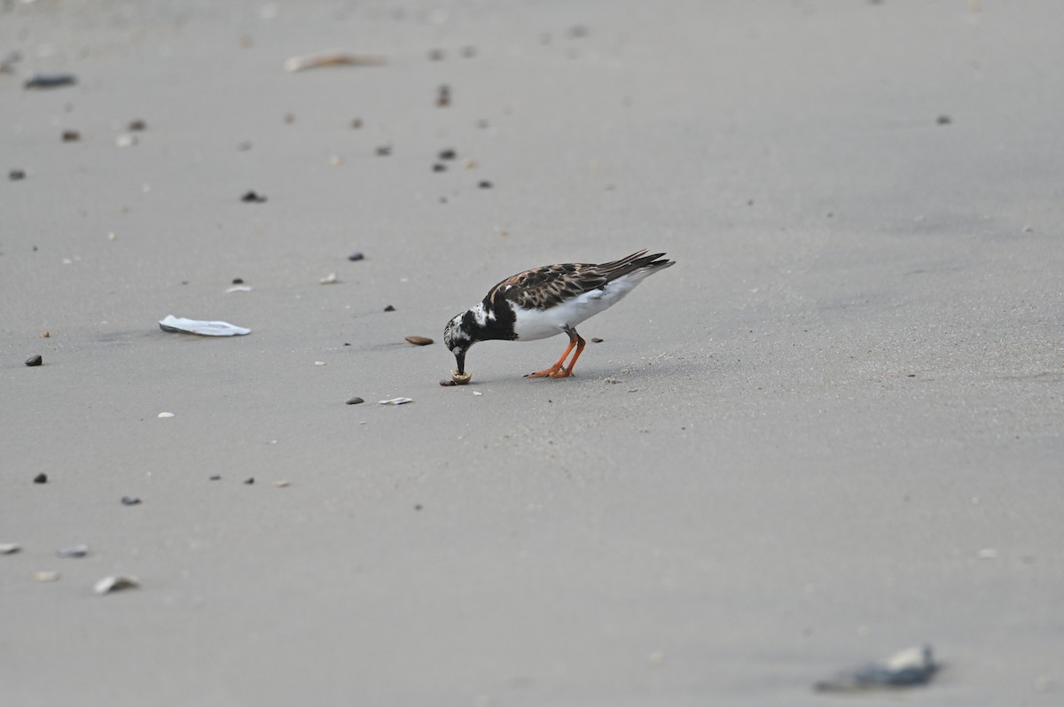 Ruddy Turnstone - ML622130448