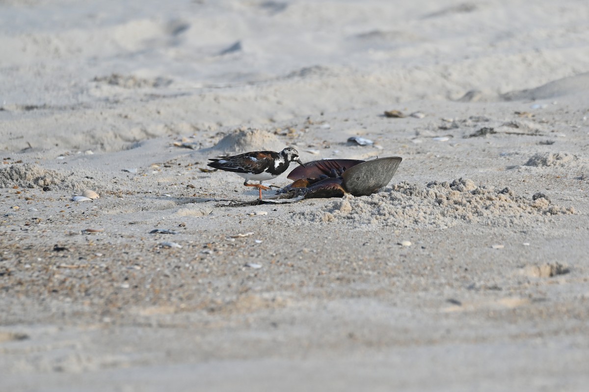 Ruddy Turnstone - ML622130449