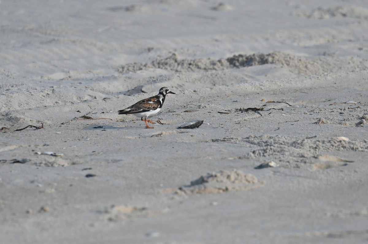 Ruddy Turnstone - ML622130450