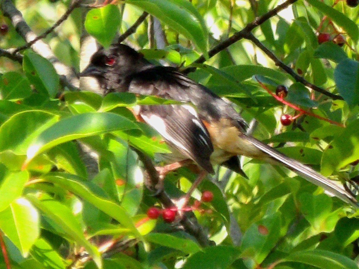 Eastern Towhee - ML622130456