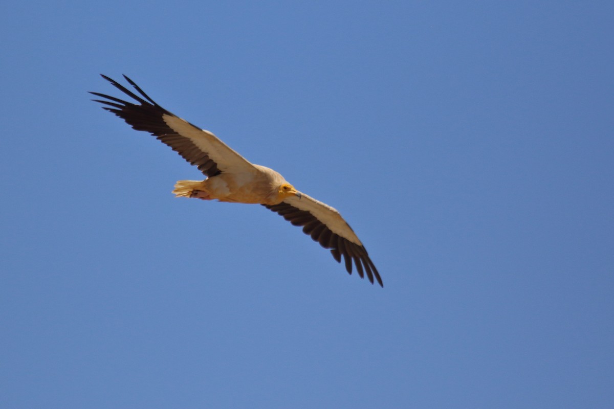 Egyptian Vulture - ML622130467