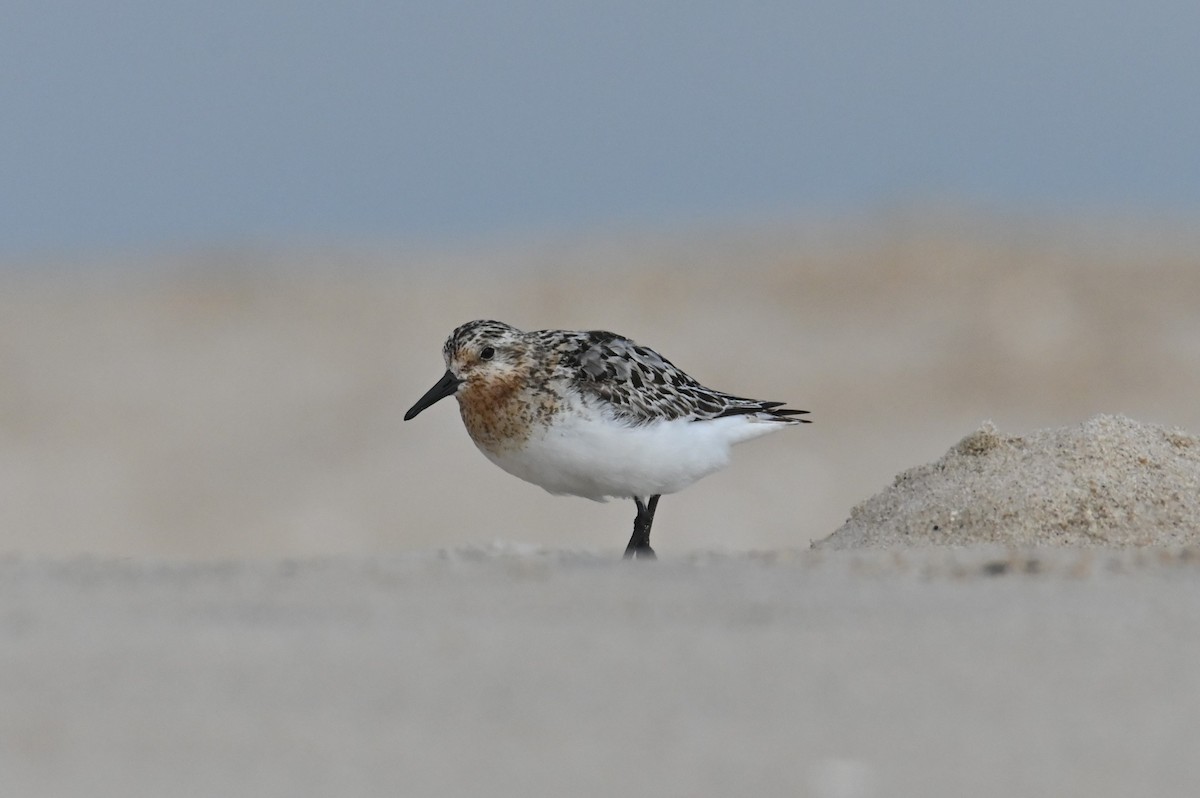 Bécasseau sanderling - ML622130468