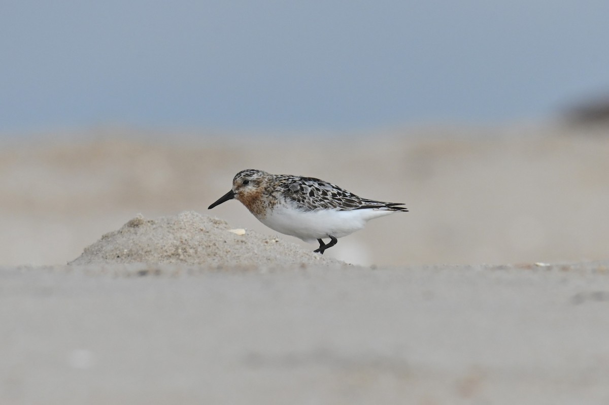 Bécasseau sanderling - ML622130469