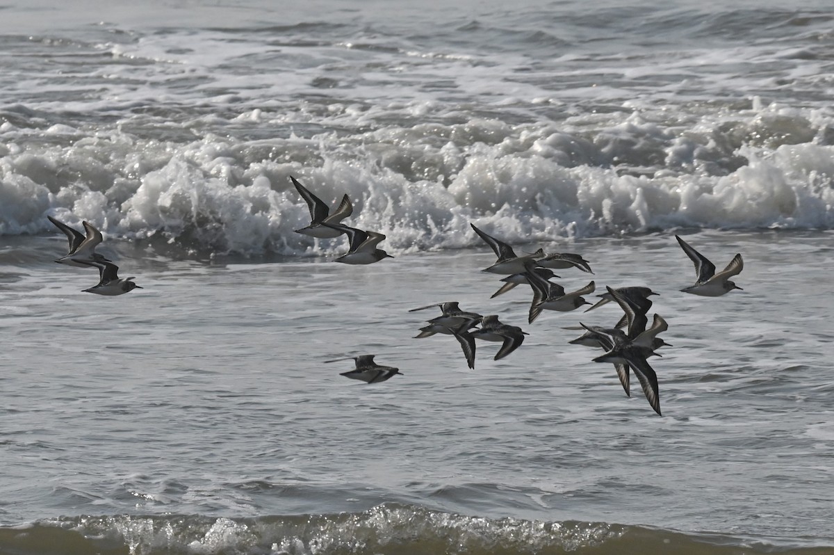 Bécasseau sanderling - ML622130470