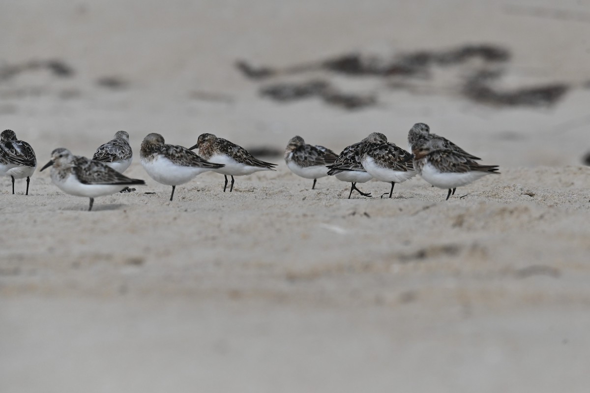 Bécasseau sanderling - ML622130471