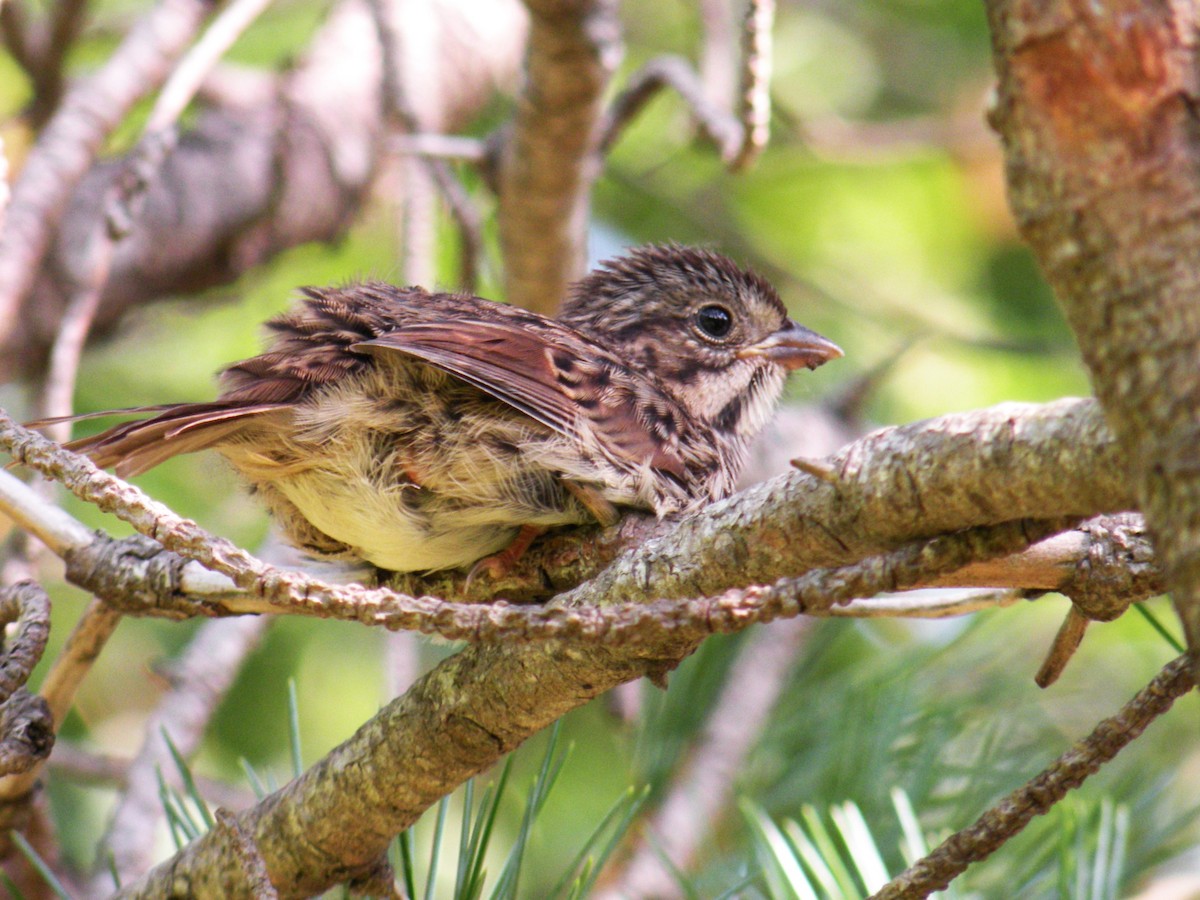 Song Sparrow - ML622130472