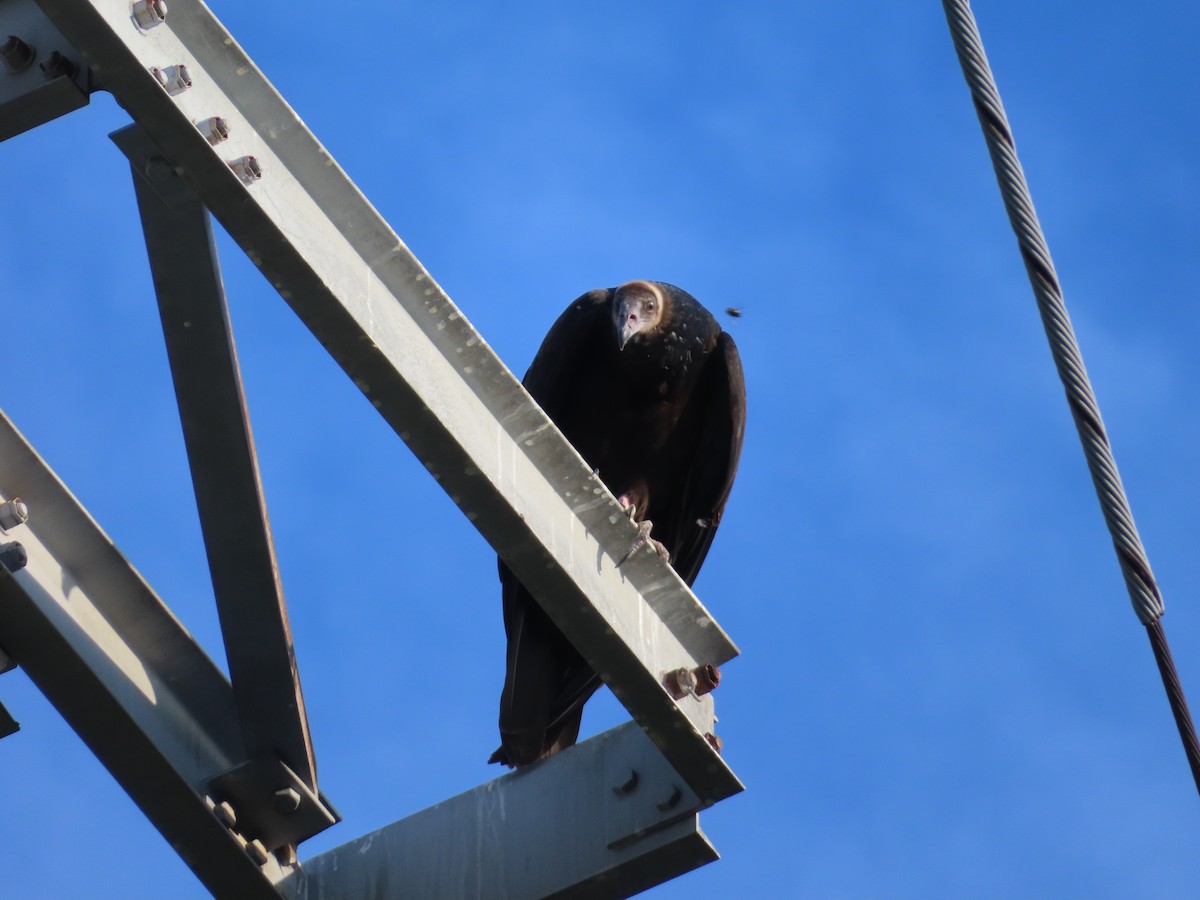 Turkey Vulture - ML622130473