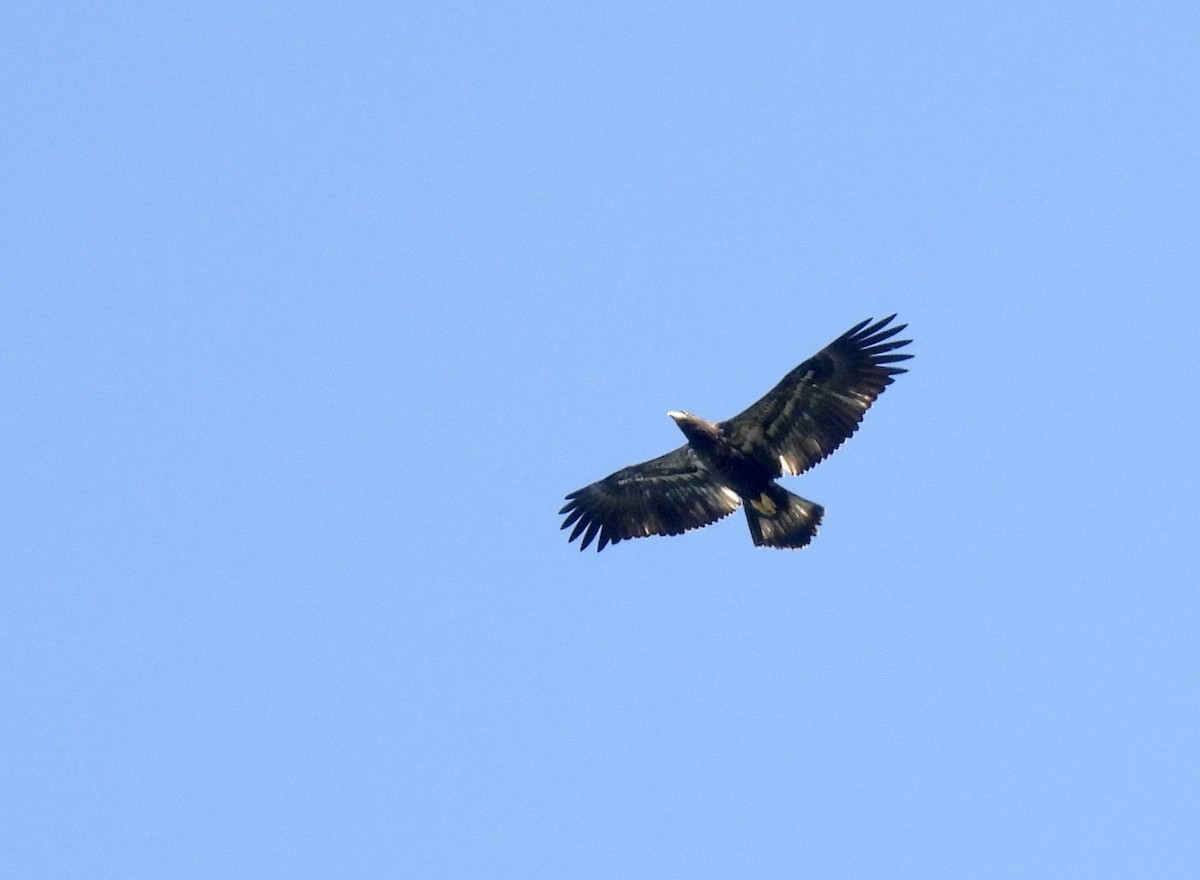 Bald Eagle - ML622130477